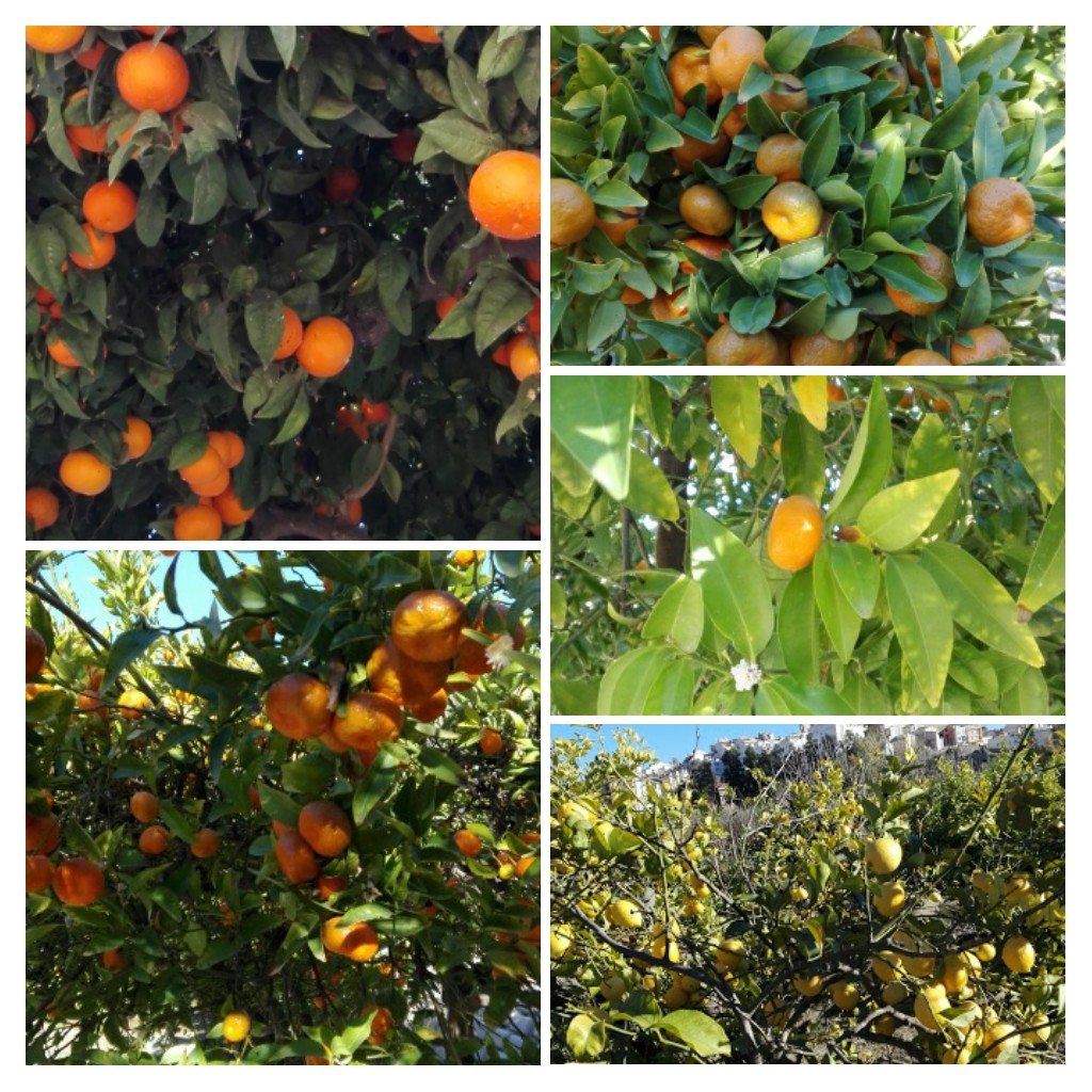 20170105_223404-collage