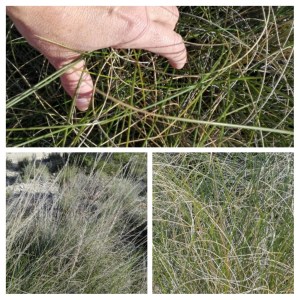 20170106_152137-collage