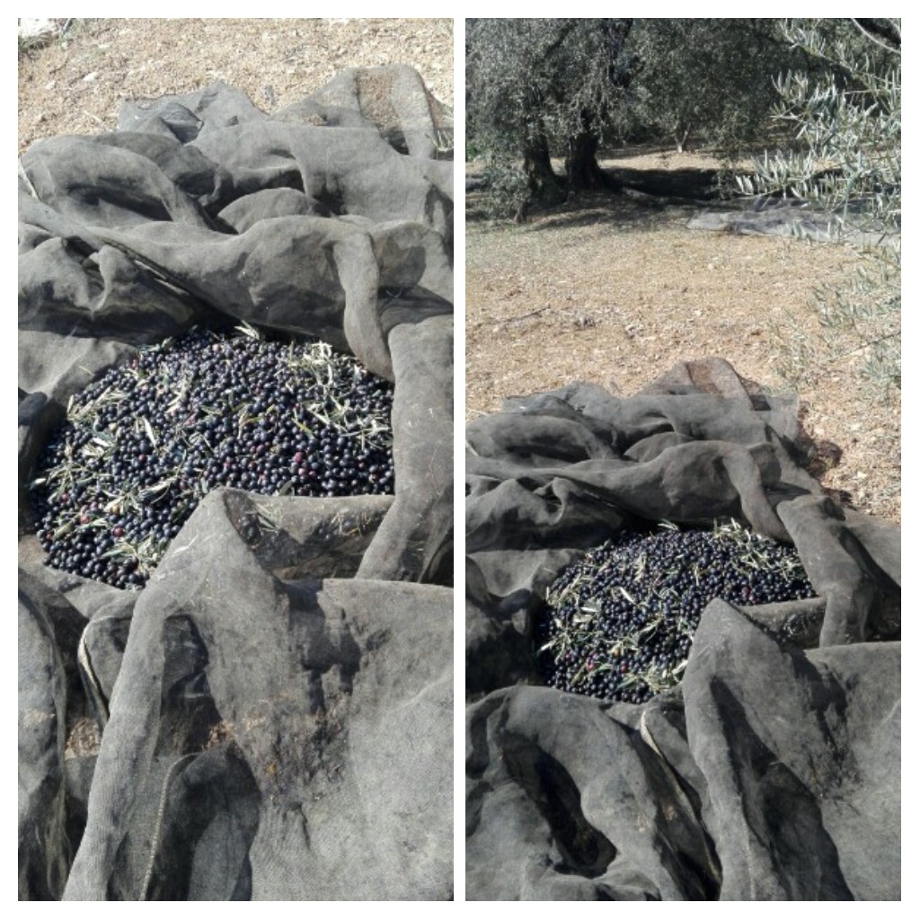 20170129_221646-collage