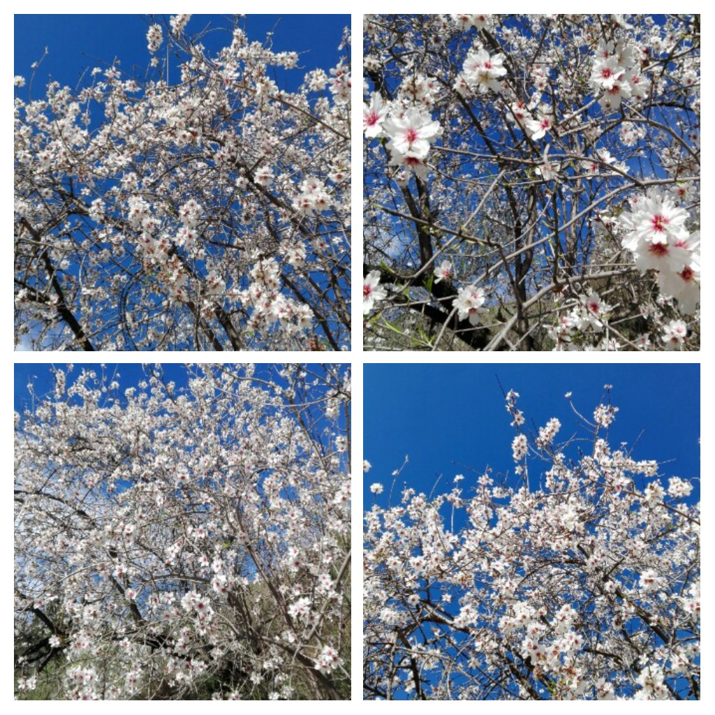 20170201_005926-collage